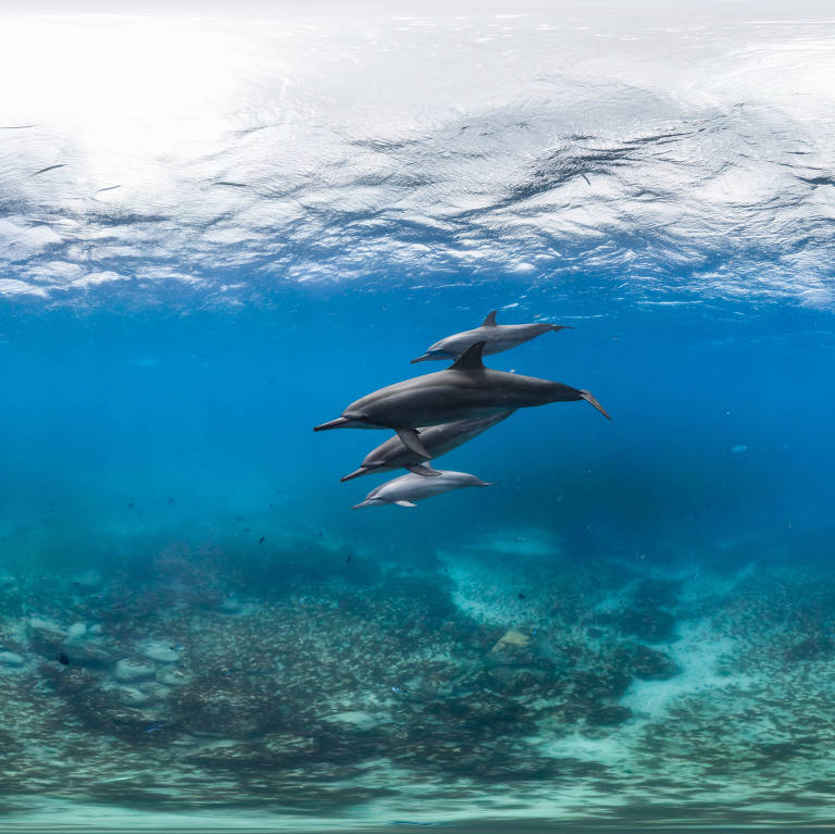 163961708761ba923f98c92_1639617087_1x1_md