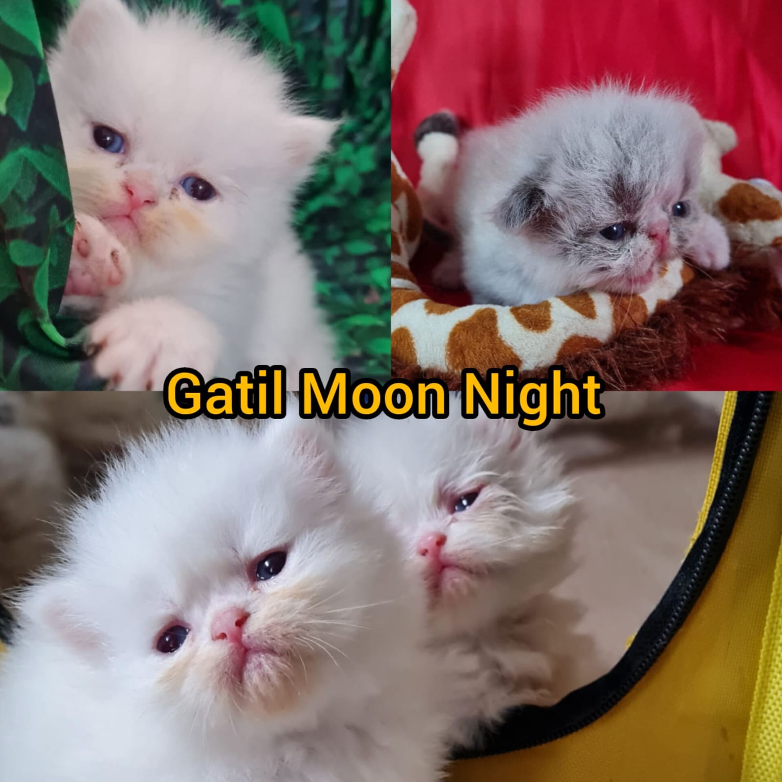 7bef76ef-6c02-4f4d-8475-823b731fecf5